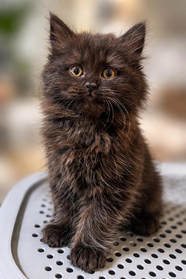 พร้อมย้ายเด็กชายหูตั้ง3เดือน