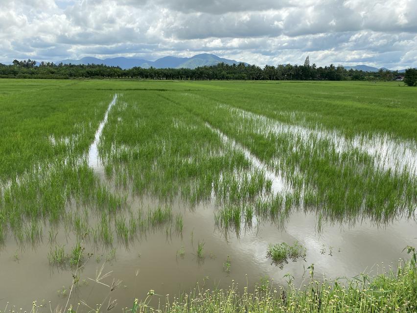 ขายที่ดินชะอำ 10-2-65 ไร่ ราคาไร่ละ 2,500,0000 ล้านบาท ใกล้ถนนเพชรเกษม 100ม. ห่างจากทะเลชะอำ 10 กม 14