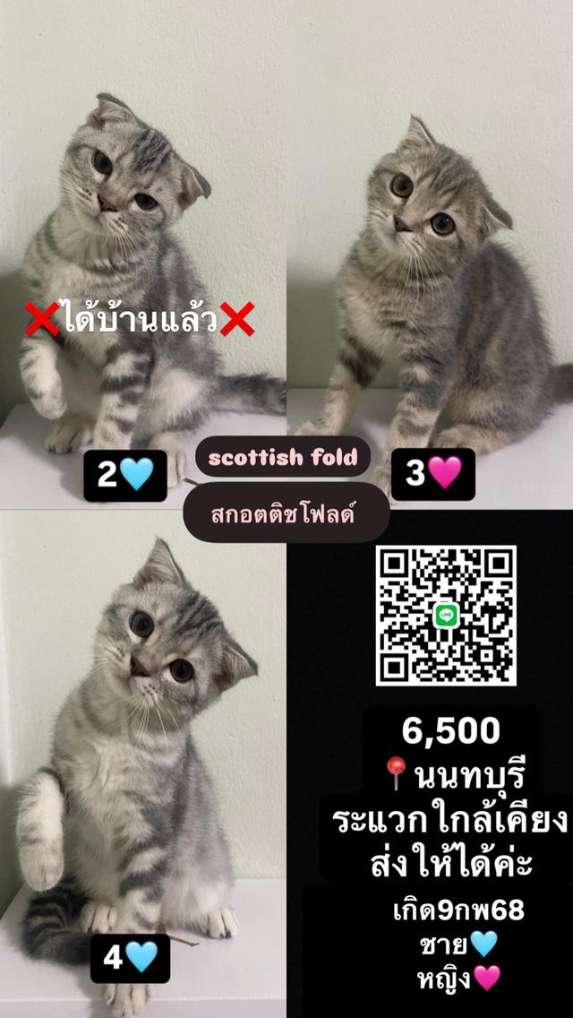แมว Scottish Fold 