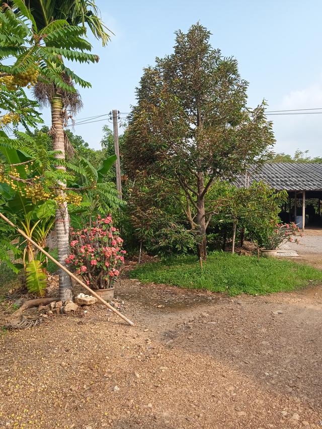 ขายบ้านสวนผลไม้พร้อมที่ดิน 18