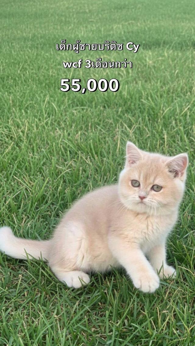 แมวบริติช รวมเด็กๆบริติชในนี้ ใบเพดwcf และรับนำเข้าแมวจาก ตปท.