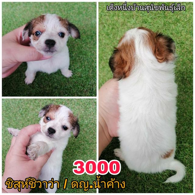 ลูกสุนัขชิสุห์ผสม พร้อมย้าย 6