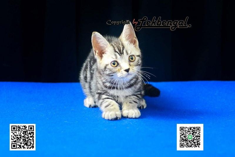 ขายลูกแมวสวยและน่ารักเพศเมีย (หุ่นกระปุกหมู) อเมริกันชอตแฮร์