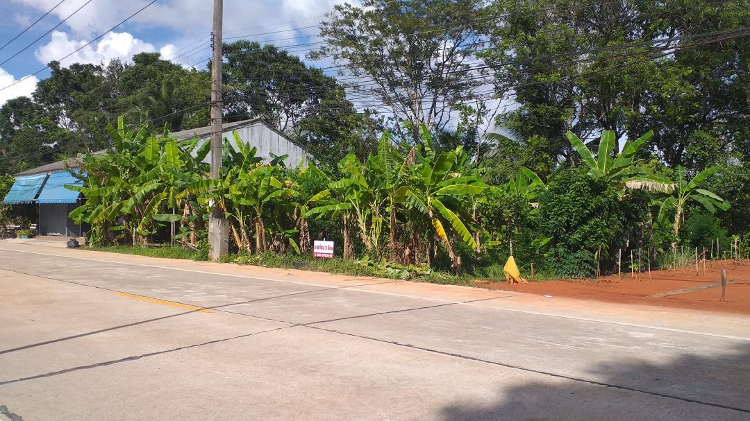 ขาย/ให้เช่า/หรือแลกเปลี่ยน ที่ดิน 3 ห้อง(66 ตร.ว.) ติดถนนสายสะพานพร้าว-ต.ตำนาน ห่างจากศาลากลางประมาณ 2 กม. อ.เมืองพัทลุง 3