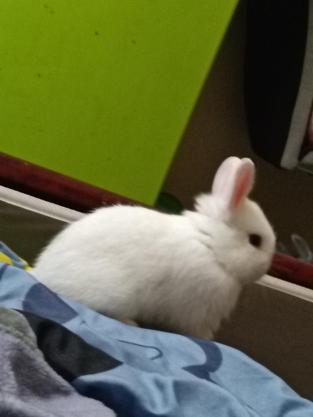กระต่ายตัวสีขาวน่ารักมาเเล้วค่ะราคาโดนใจ 0815464634 โทรมาได้น่ะค่ะ