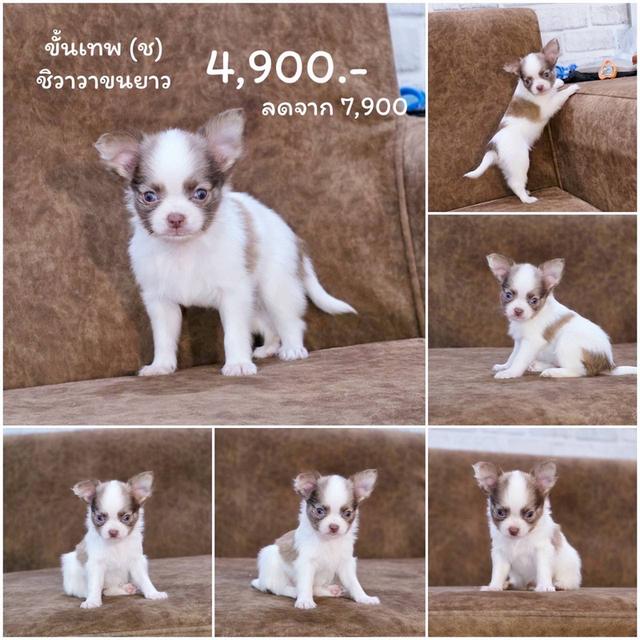 ชิวาวาแท้ขนยาว เพศชาย