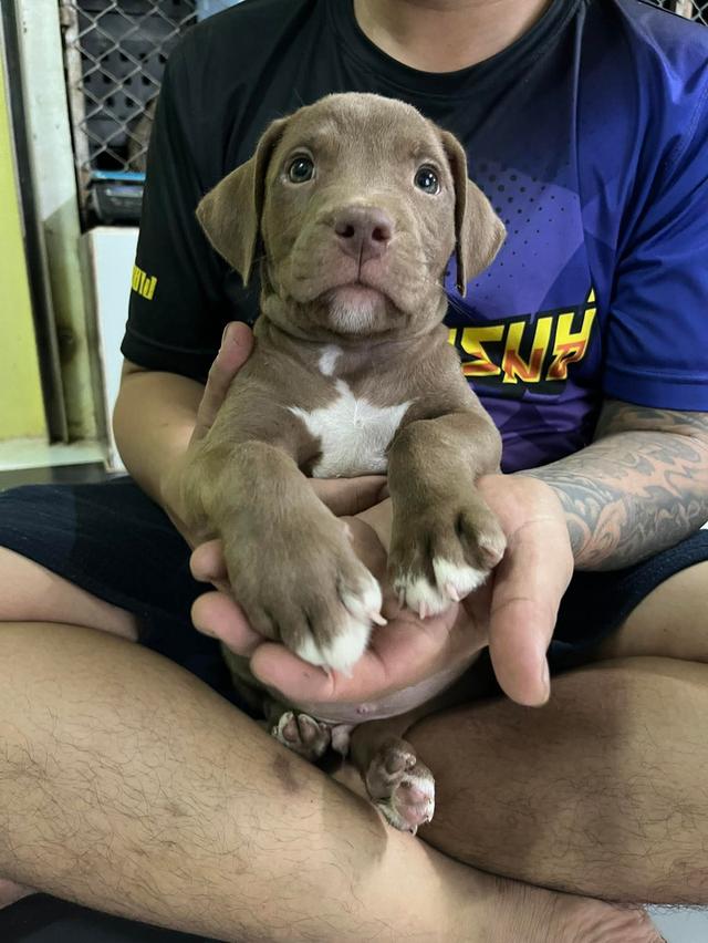 สุนัขสายพันธุ์พิทบูล