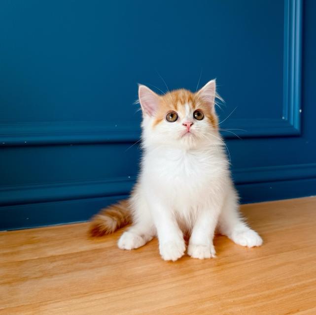 ขายแมวสก็อตติชโฟลด์แท้ฟอร์มหน้าหมีๆอายุ 3 เดือนพร้อมย้าย