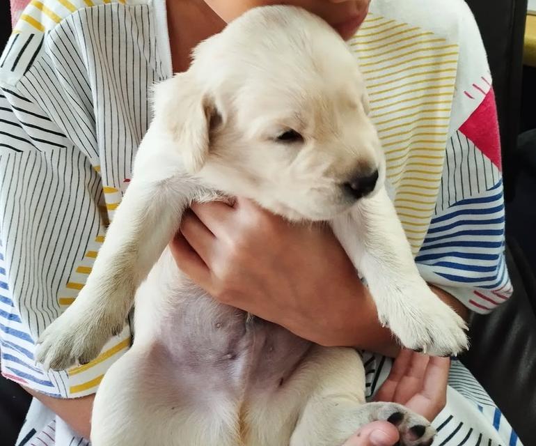 Labrador พันธุ์แท้ ฉลาดแสนรู้มาก