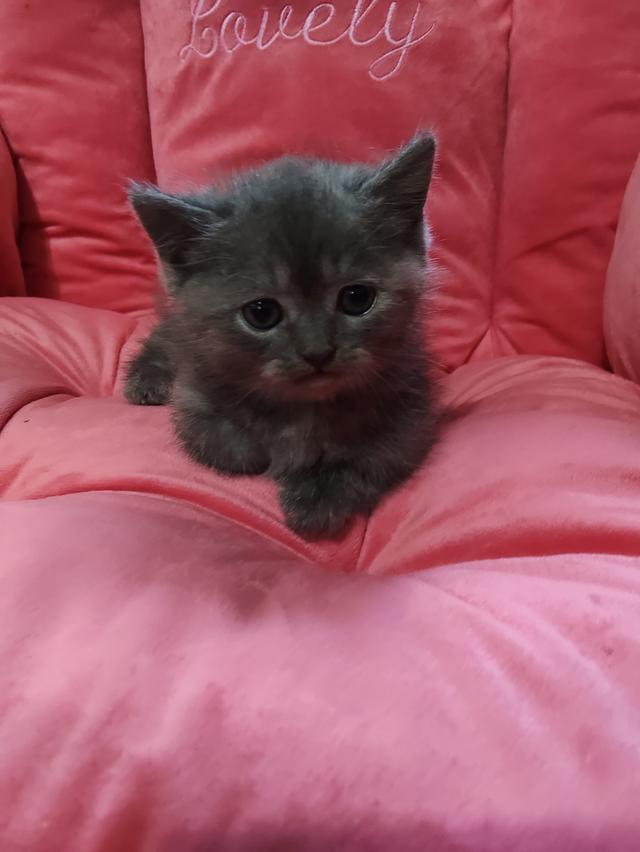 ขายแล้ว   ลูกแมว ขาสั้น  เพศหญิง อายุ2เดือน