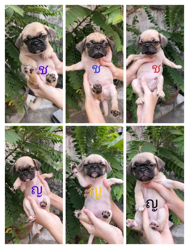 ลูกหมาปั๊ก