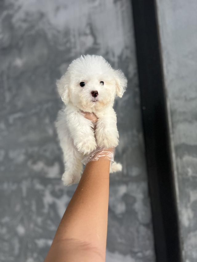 ด.ญ​ ซาร่า