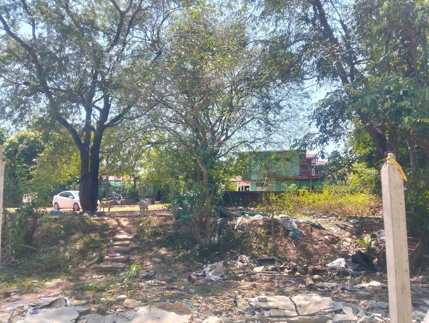 ที่ดิน 1 ไร่ 28 ตร.วบ้านนาสมดีอำเภอเมืองนครพนม 17