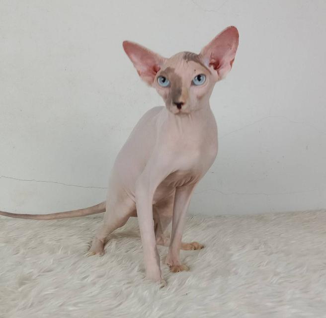 18.แมวสฟิงซ์/เพศเมีย หาบ้าน Sphynx Cat/Female looking for a new home 4