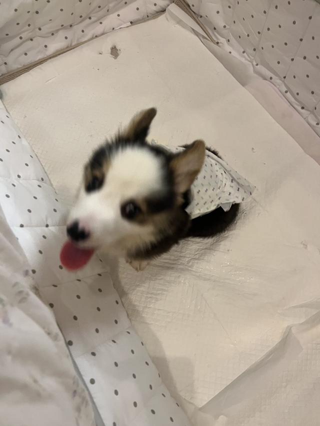 ลูกสุนัข Corgi สามสี 2