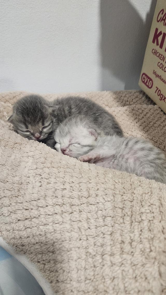 Scottish Fold สก็อตติชโฟลด์ แท้ 14