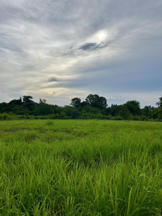 ขายที่ดินโฉนดเขาใหญ่ 2 ไร่ ใกล้ถนนมิตรภาพและถนนหลวงหมายเลข 1016 ต.พญาเย็น อ.ปากช่อง จ.นครราชสีมา 2