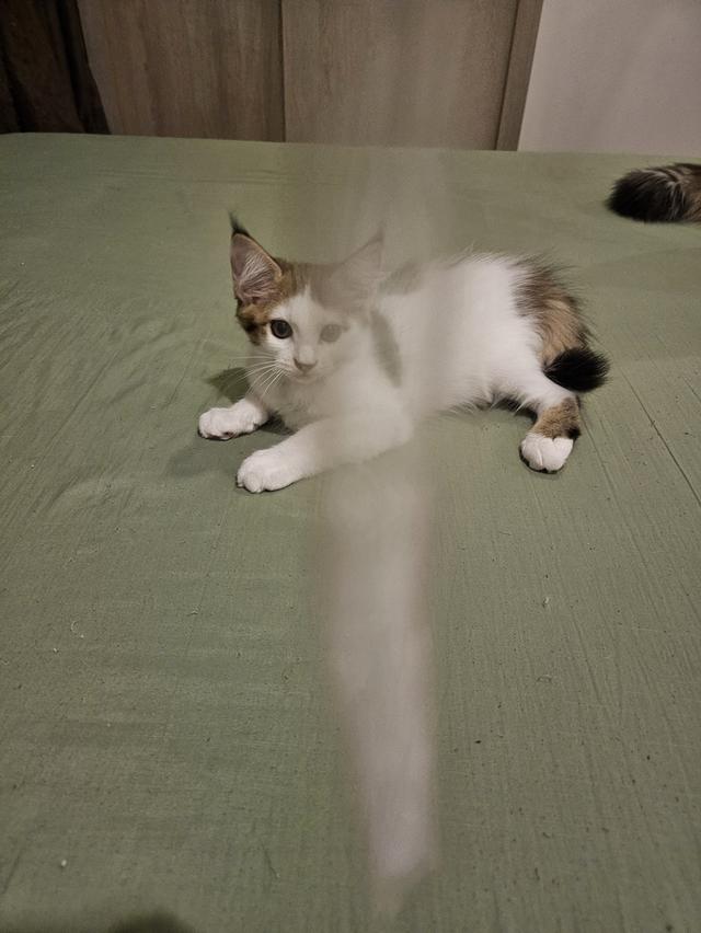 ลูกแมวเมนคูนผสมเปอร์เซีย