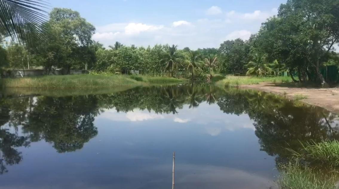 ที่ดิน 7 ไร่ มีบ่อและบ้านพร้อมอยู่ พร้อมพื้นที่ร่องสวนดั้งเดิม 3