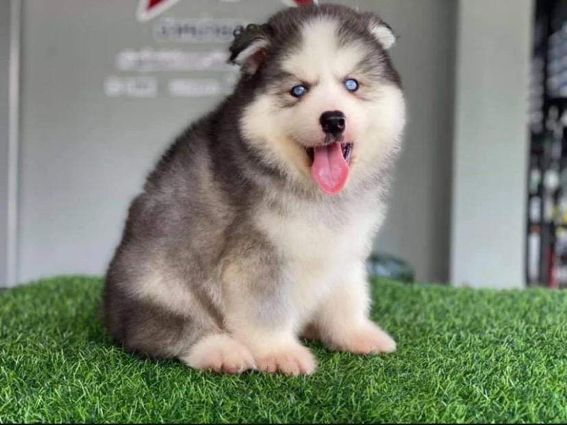 Siberian Husky 6