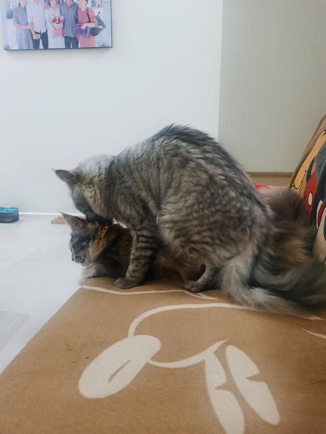เมนคูนแท้ เชียงใหม่ 10