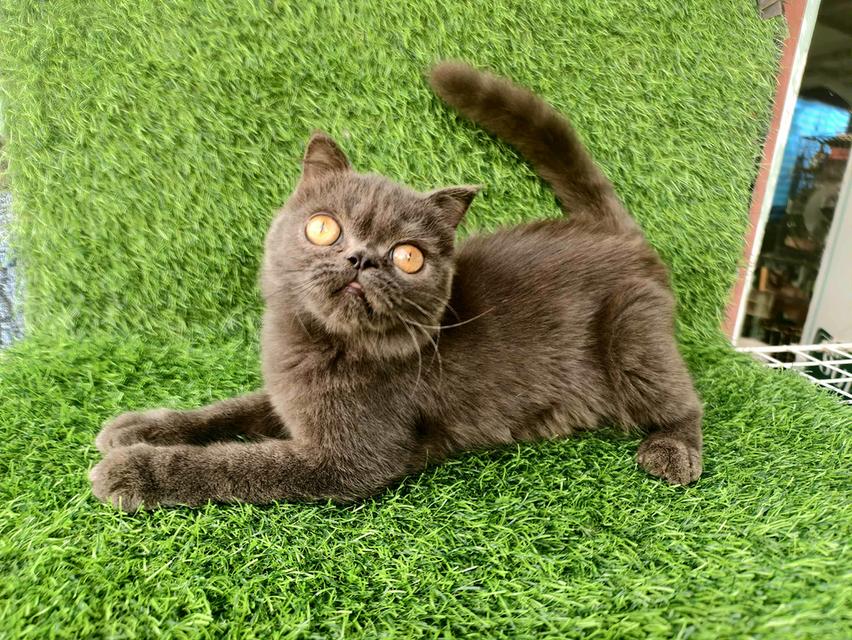 น้อง เอ๊กโซติก เพศชาย 2