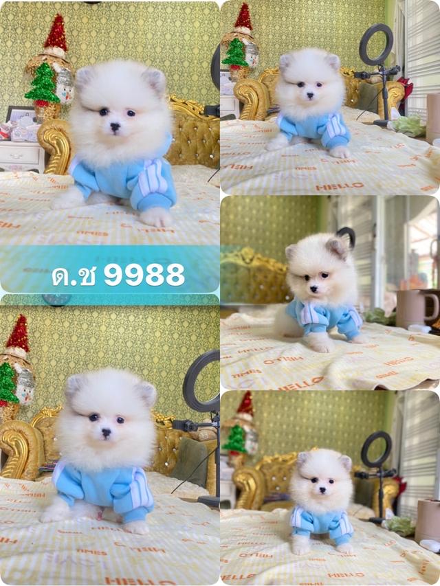 ลูกปอมปอมแท้ อายุ2เดือน มีประกันสุขภาพ