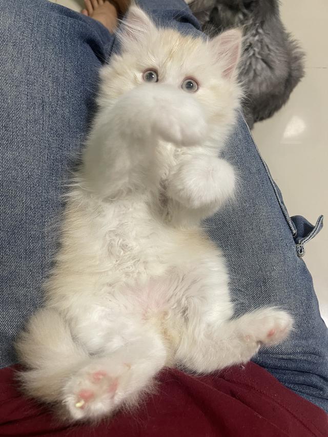 เปิดจองเด็กชายส้ม(สก๊อตติชโฟผสม) รูปที่ 9