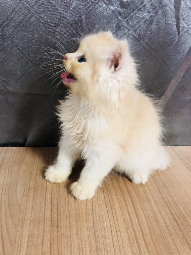 น้องแมวพันธุ์ หิมาลายันผสมชินชิล่า เพศผู้