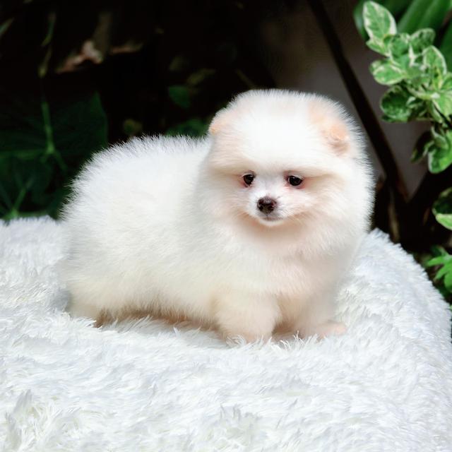 น้องหนมปังปอมแท้สีขาวครีมเพศเมียหน้าหมีพร้อมซนมีส่งเก็บปลายทาง