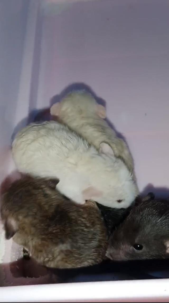 หนูๆๆๆๆๆๅๅๆๆๆๆๆๆๆๆๆๅๅๅๅ