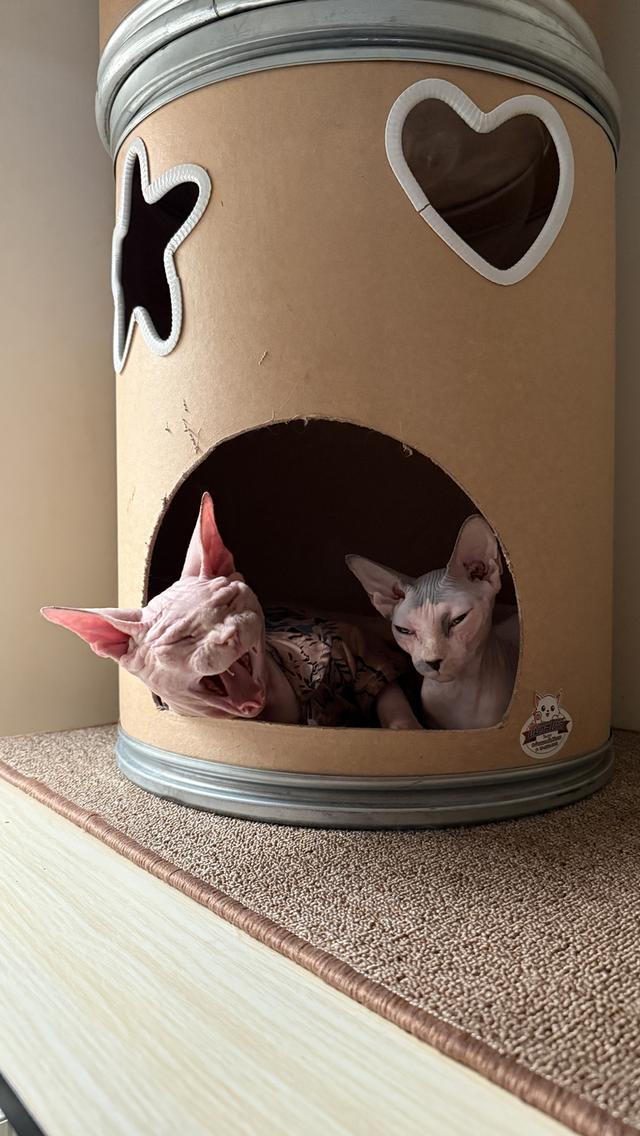 แมวสฟิ้งซ์ อายุ1ปี ยังไม่ทำหมัน