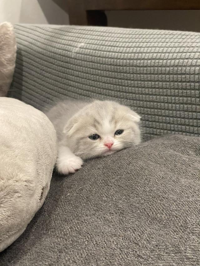 Scottish fold 6