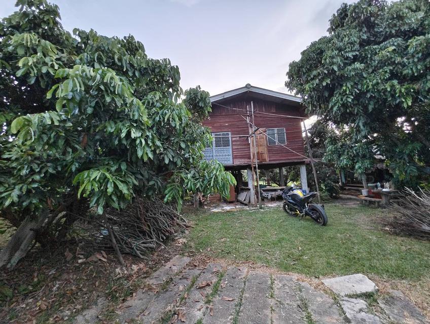 🌳 ขายที่ดินพร้อมสวนผลไม้ ทำเลดี บรรยากาศสุดฟิน (ใกล้เมืองเชียงราย) 1