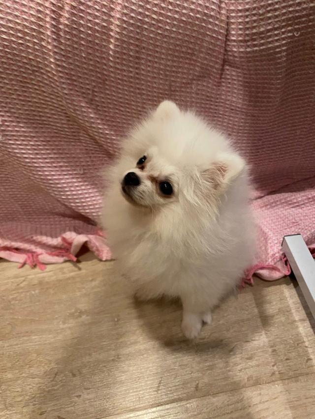 หมาปอม เพศผู้ อายุ3เดือน หาบ้านใหม่ให้น้องปอมๆ