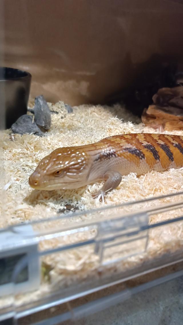 จิ้งเหลน Blue tongue สายพันธุ์ออสเตรเลีย