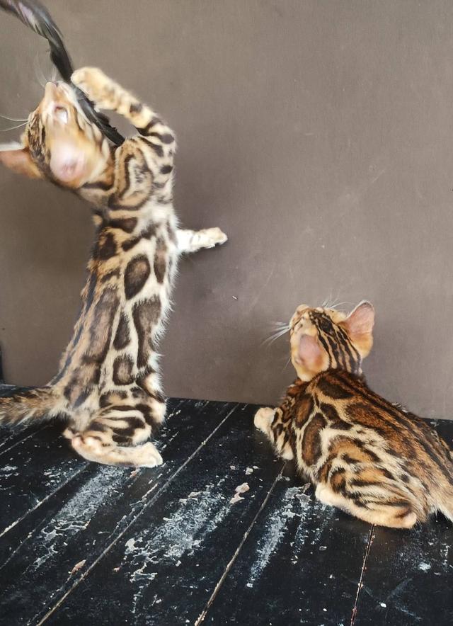 แมวเบงกอลพร้อมย้าย ญ 2 ตัวสุดท้าย