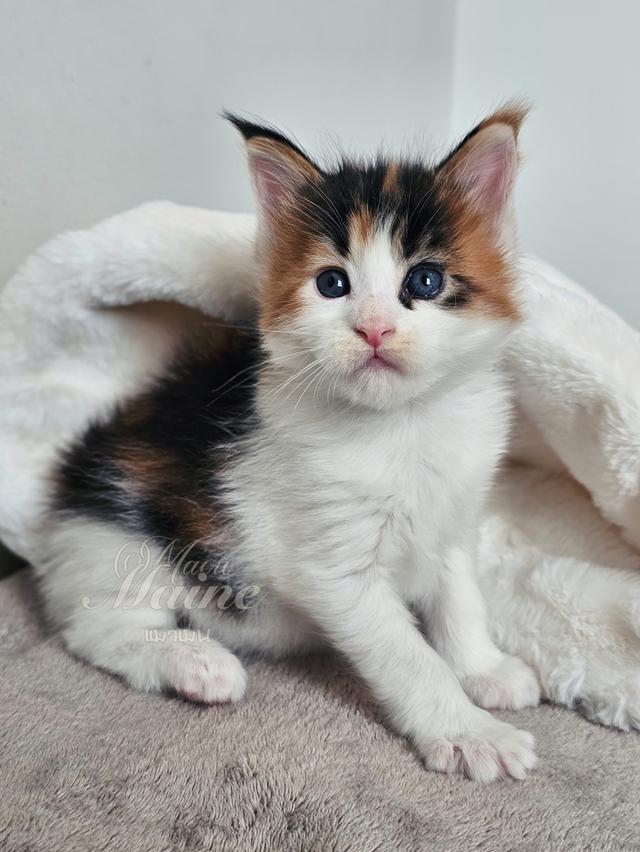 ลูกแมวเมนคูนแท้ เพศเมีย