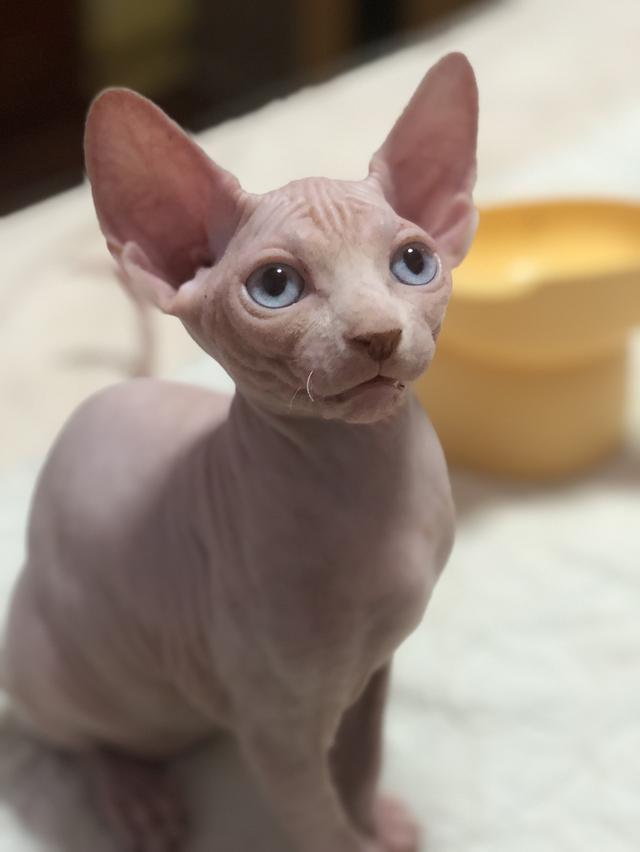 แมวสฟิงซ์ sphynx 3