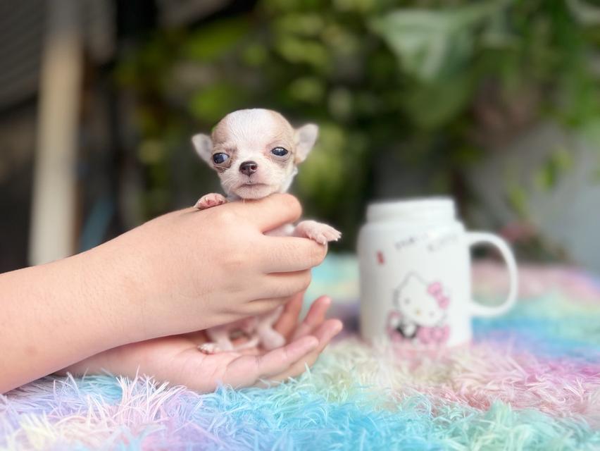 ชิวาวาแท้ขนสั้น เพศผู้ 9