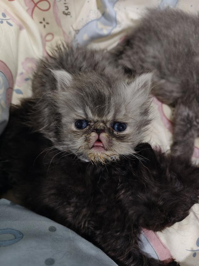 แมวเอ็กโซติกขนยาวแท้ 9