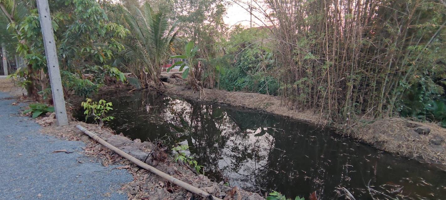  ที่ดินสวนลำไย 1-1-25 ไร่ วิวภูเขา ติดถนนคอนกรีต 2 ด้าน 12