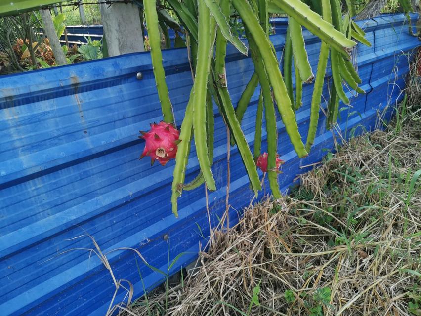 บ้านติดถนน 2 ด้าน พื้นที่ 200 ตร.วา เจ้าของขายเอง 13