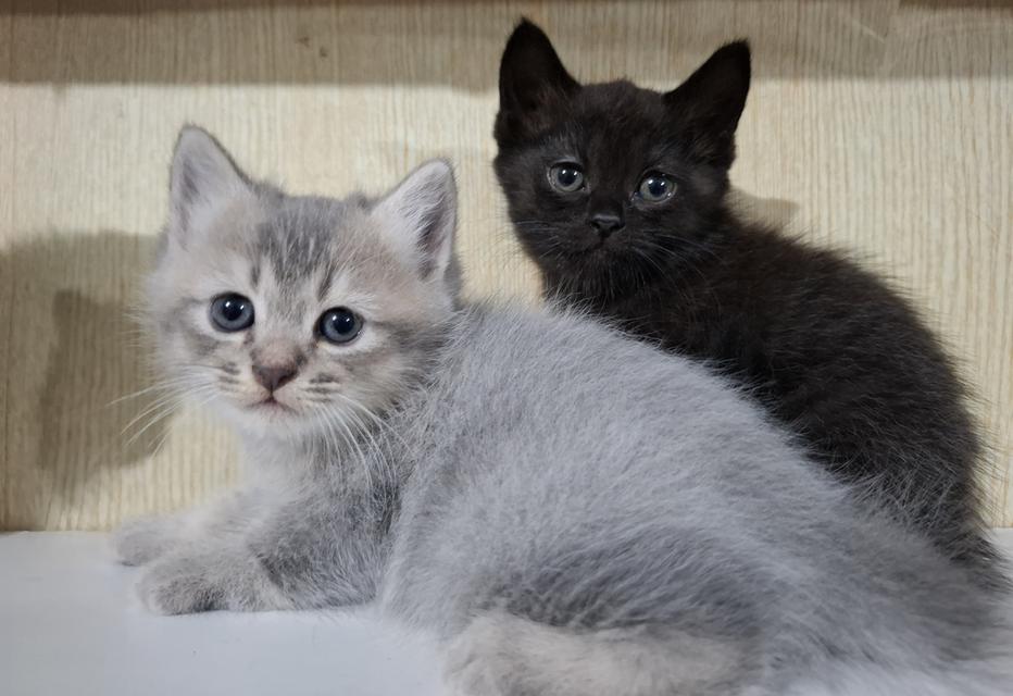 ลูกแมวเปอร์เซีย+ลูกครึ่งเปอร์เซีย รูปที่ 9