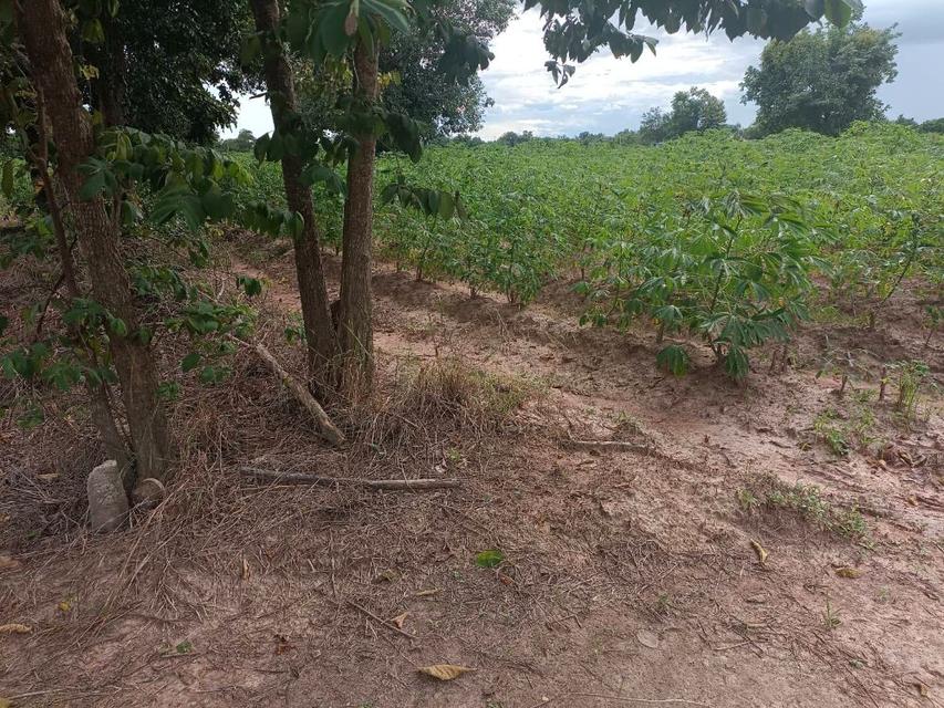 ขายที่ดิน 9-2-13 ไร่ ติดถนน ทำบ้านจัดสรรได้ ติดเทศบาล ตำบลเนินขาม อ.เนินขาม จ.ชัยนาท ขายถูกสุดในย่านนี้ 10