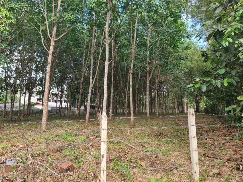 ขายที่ดินสวนยาง 2.40 ไร่ พร้อมโฉนด เหมาะแก่การลงทุน หลังวิทยาลัยการอาชีพปัว ต.ปัว จ.น่าน  10