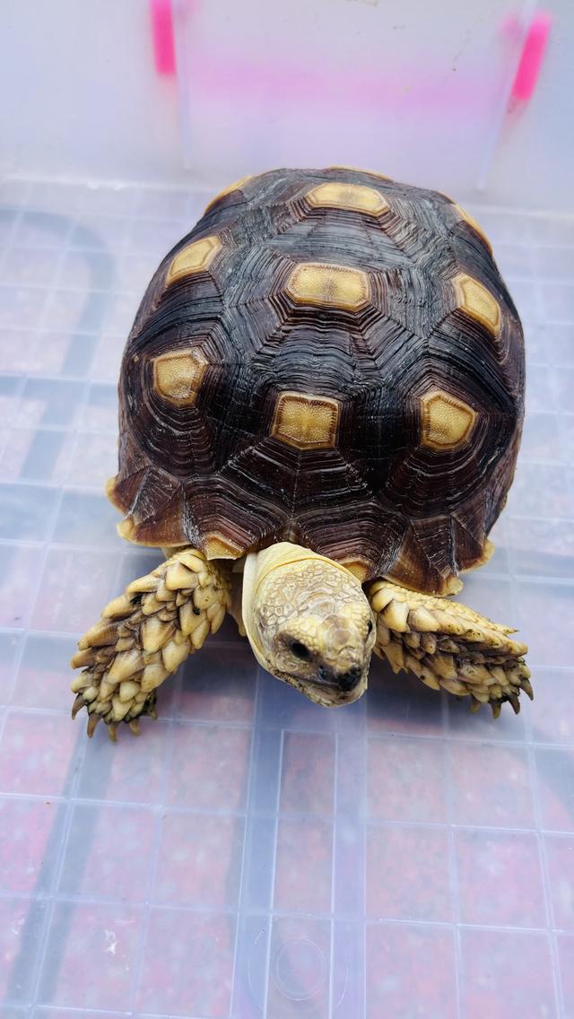 เต่าซูคาต้า ยางประมาณ7“