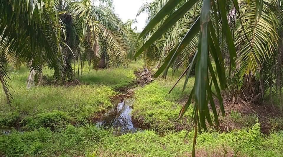 ที่ดิน สวนปาล์มน้ำมัน ต.บางน้ำจืด อ.หลังสวน จ.ชุมพร โฉนด พร้อมโอน 14