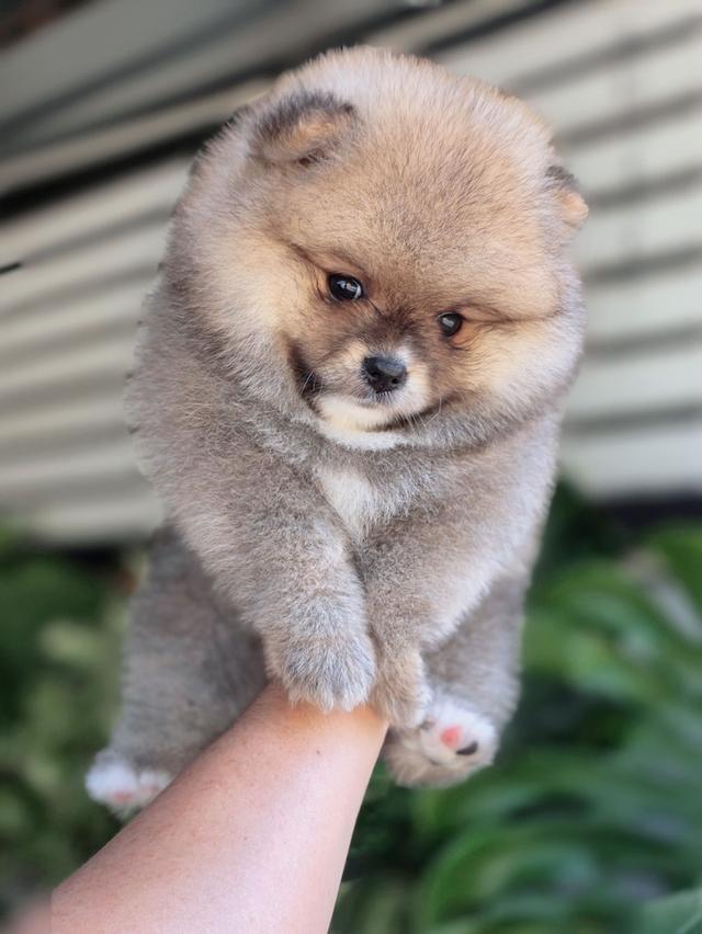 ปอมเมอเรเนียนแท้ สีส้ม เพศเมีย รูปที่ 18