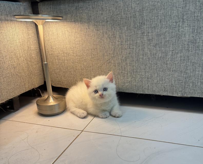 แมวขาสั้นมัชกิ้น